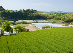 自園の茶園